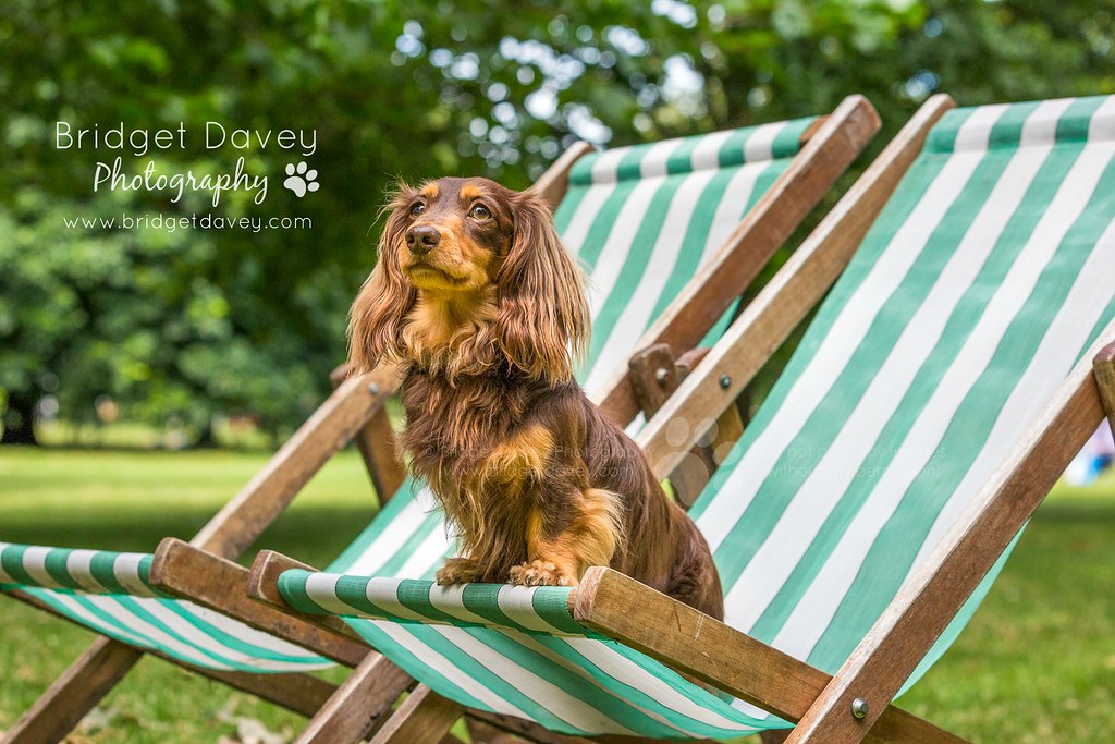 Huxley Hounds London Dog Photography Ready for a sunny &… Flickr