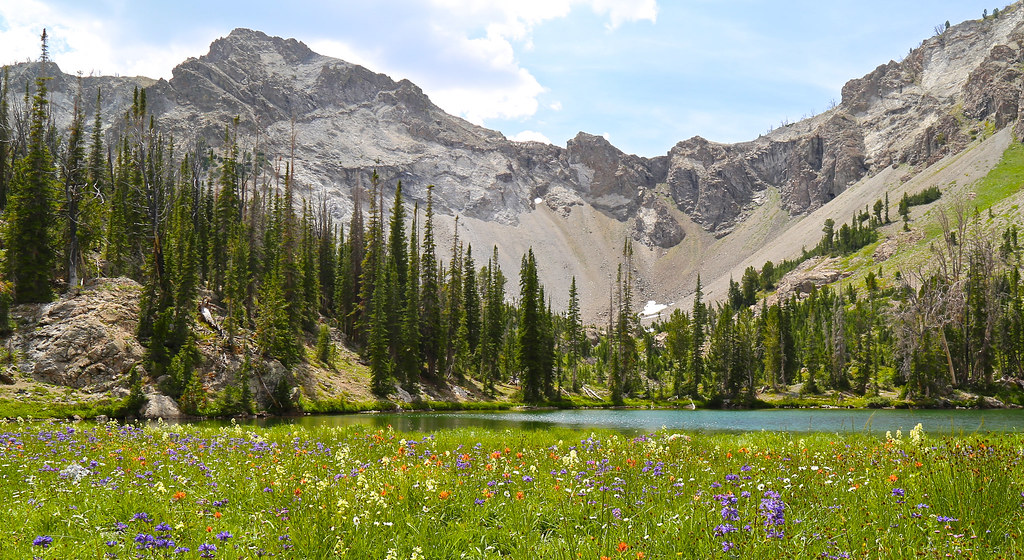 Smoky Lake Beautiful Flowers on the shore of Smoky Lake in… Flickr