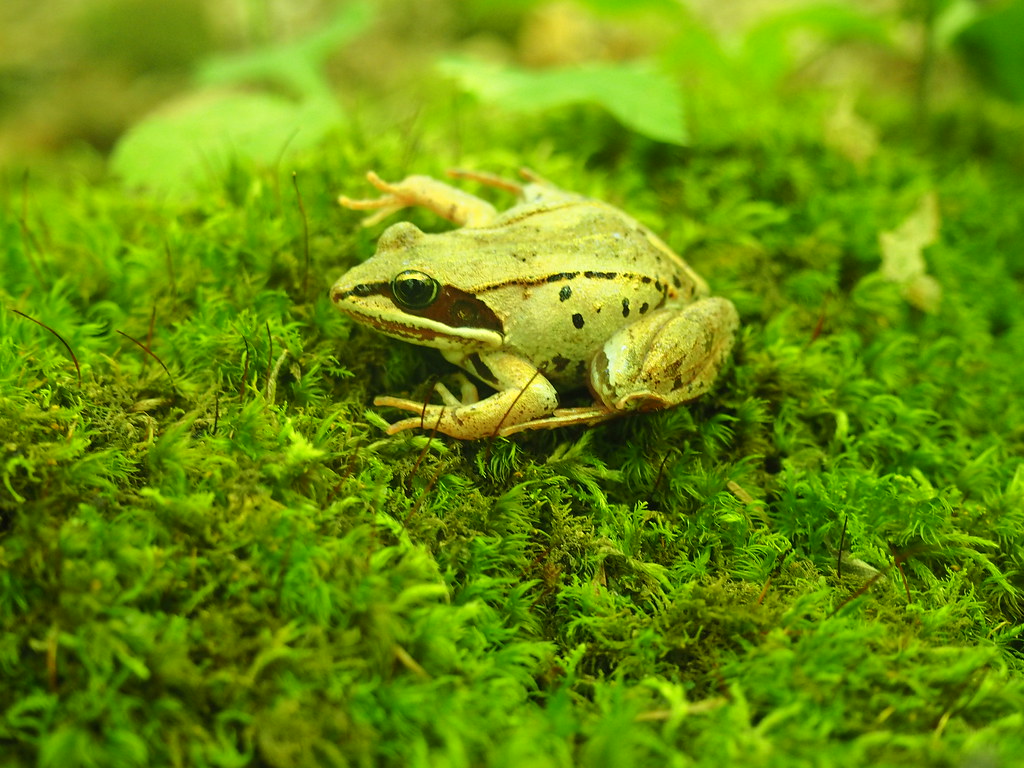 Wood Frog (Lithobates sylvaticus) Flickr