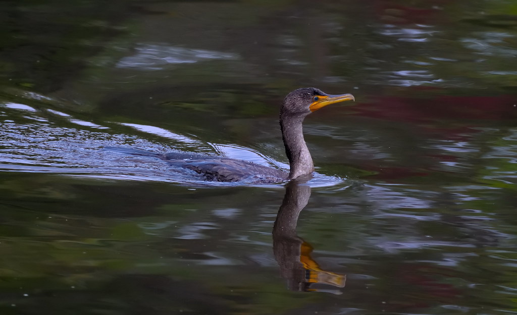 DSC_1144_332a Cormorant Quebec Ca nada tevfik yildiz Flickr