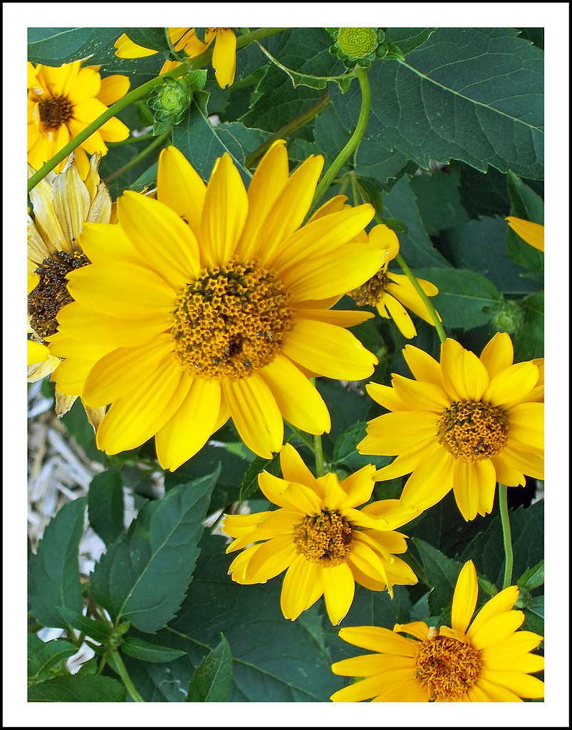 Yellow Daisies a photo on Flickriver