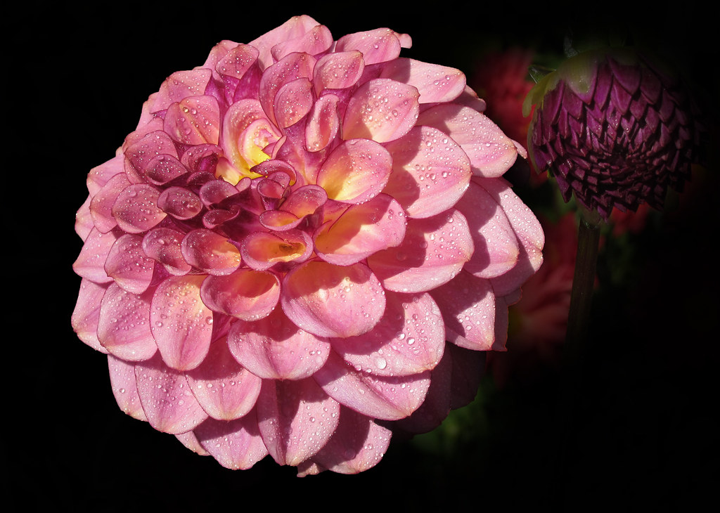 The life of a flower is longing and fulfilment. A tear and… Flickr