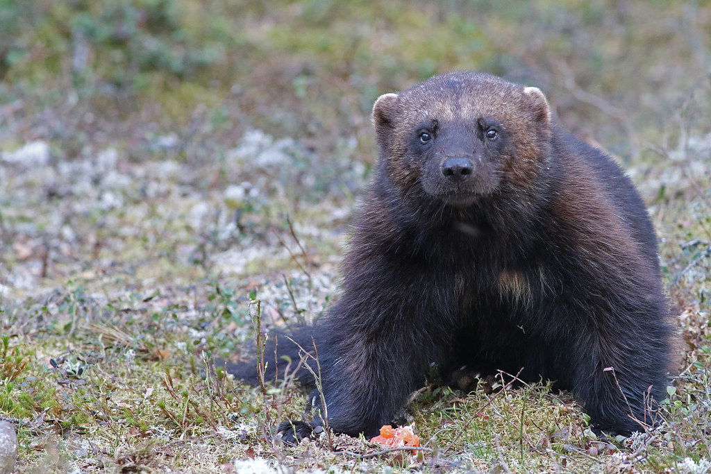 wolverine looking at me Chris Townend Flickr