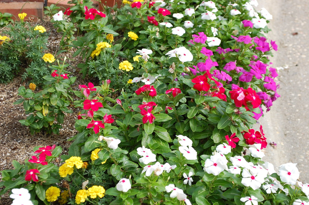 Colorful Flower Garden. Flower garden at the apartment com… Flickr