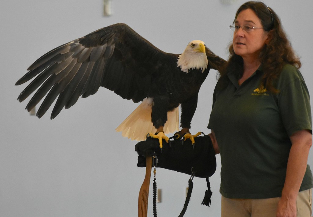 Regis, male bald eagle Regis, male bald eagle, is a reside… Flickr