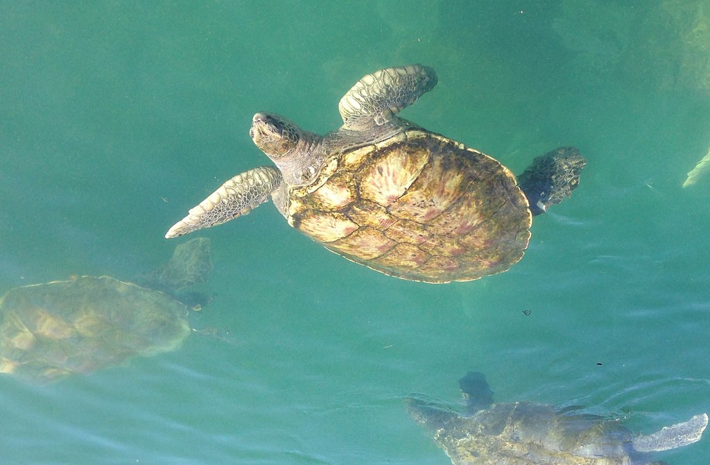 20141006 Grand Cayman Turtle Farm 20141006