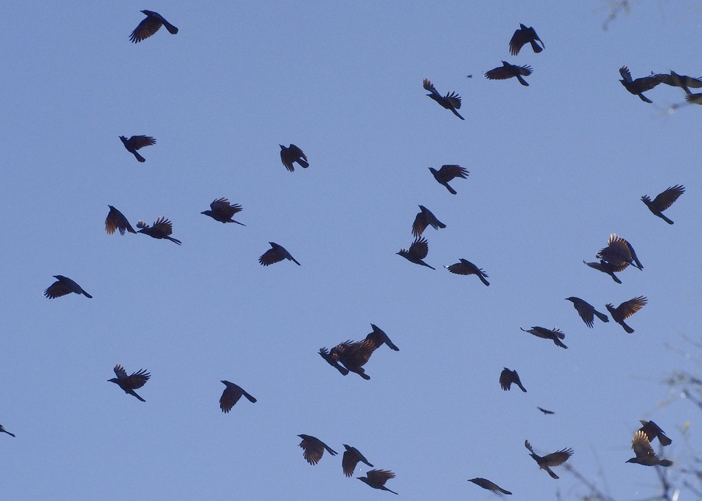 Sinaloa Crows B014010focPr Alamos, Sonora, Mexico. Flickr