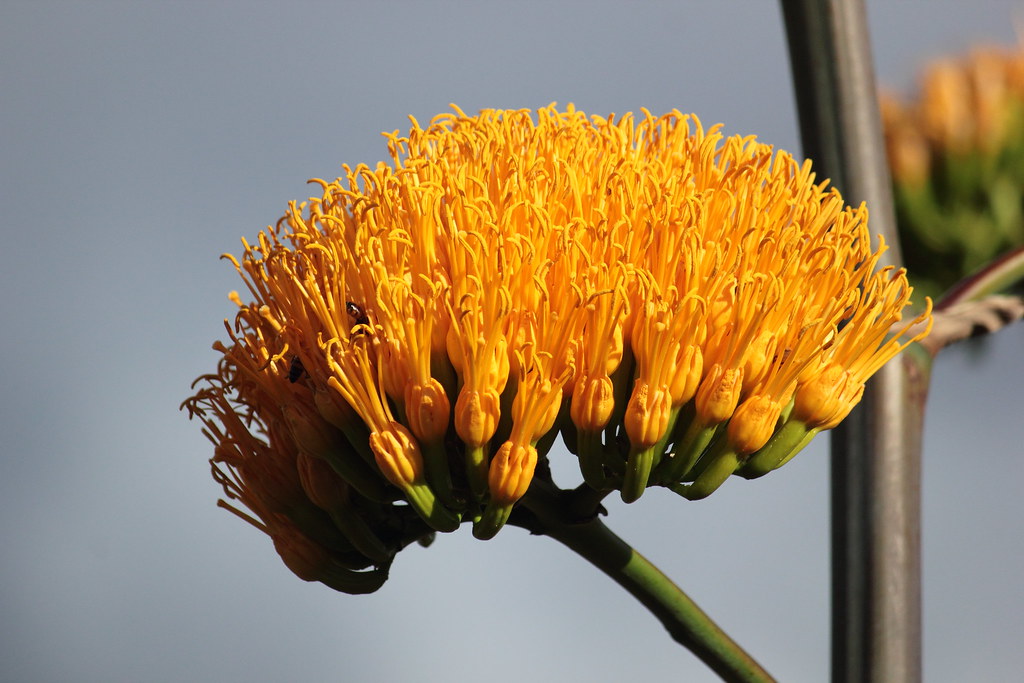 Century Plant Century Plant bloom in the Arizona wildernes… E Burk