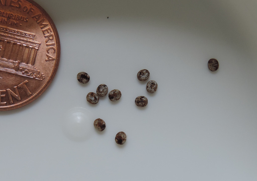 Luna moth eggs Kathy Bildner Flickr