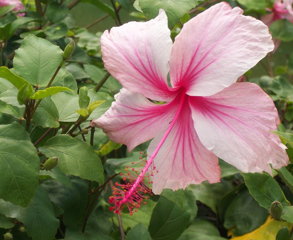 beautiful flowers Oahu ★ princess of the sun ★ Flickr