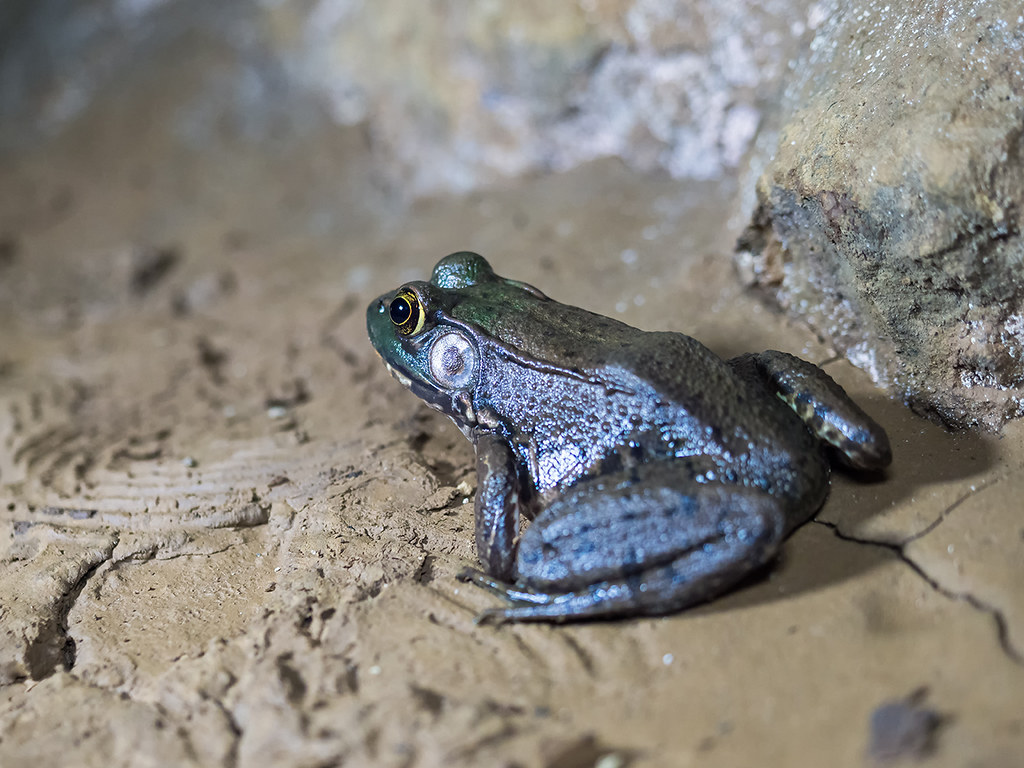 IMGPJ00291B_Fk SauerKraut Cave Frog SauerKraut Cave David Black