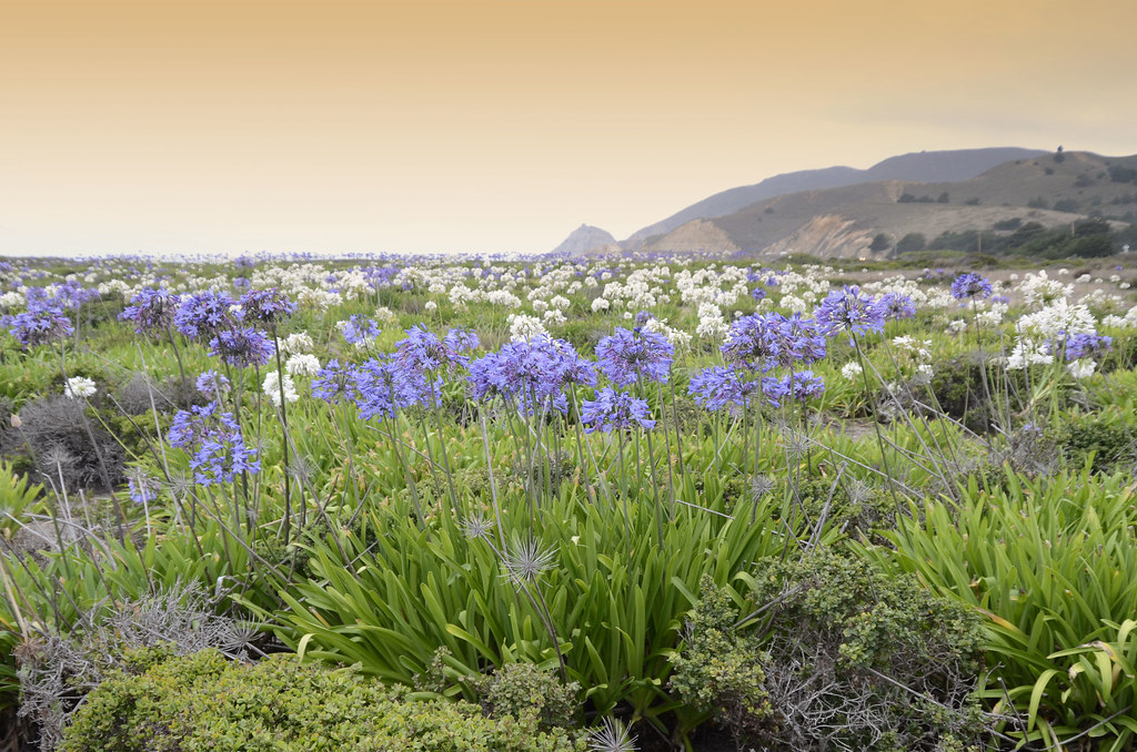 Blooms, Sunset, near Half Moon Bay California year unkown Charles Boyer Flickr