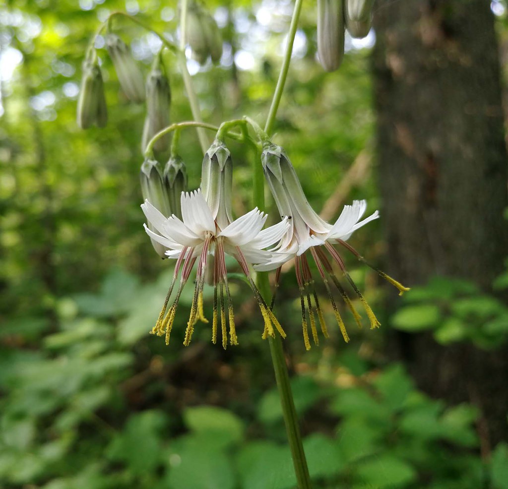OKA white flower_2_ IMG_20170820_144415_resized_20170829_0… Flickr