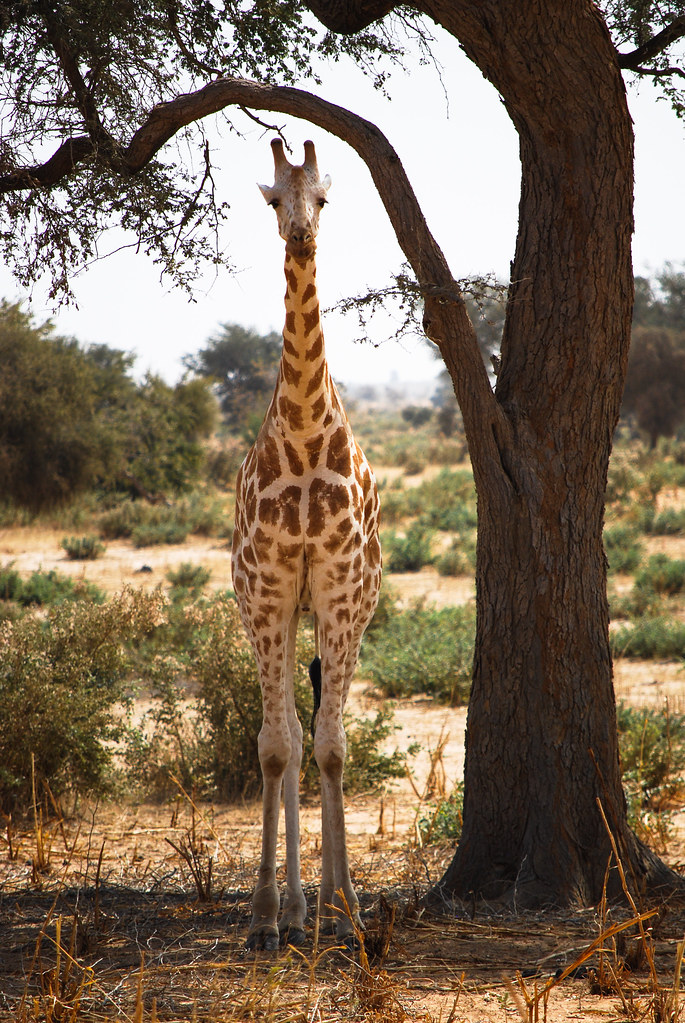 West African Giraffe CIFOR Knowledge