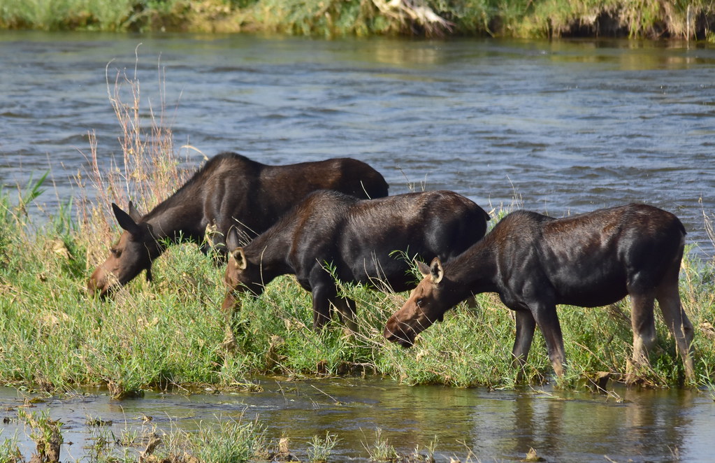 Moose on Seedskadee National Wildlife Refuge Photo Tom Ko… Flickr