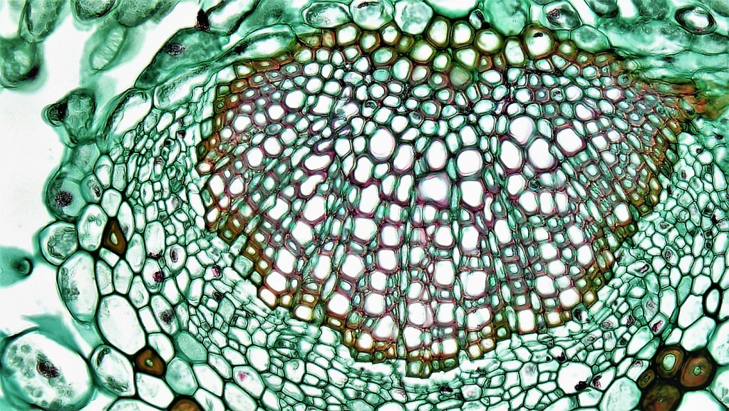 Angiosperm Morphology Midrib Vascular Tissues in Ligustru… Flickr