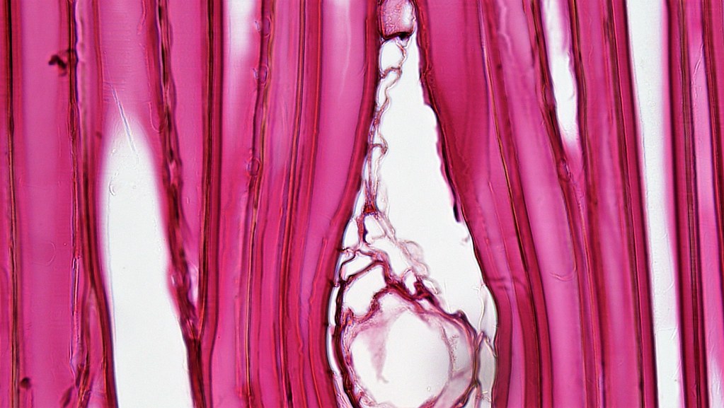 Gymnosperm Stem Resin Duct in Pinus Wood radial section … Flickr