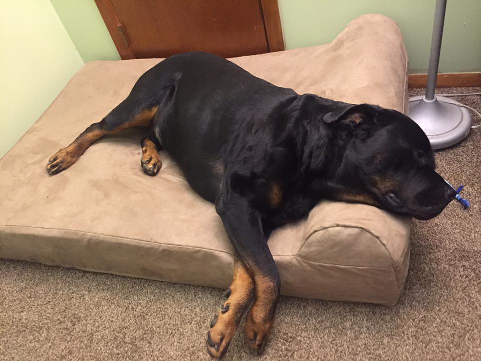 Rottweilers on Big Barker dog beds Flickr