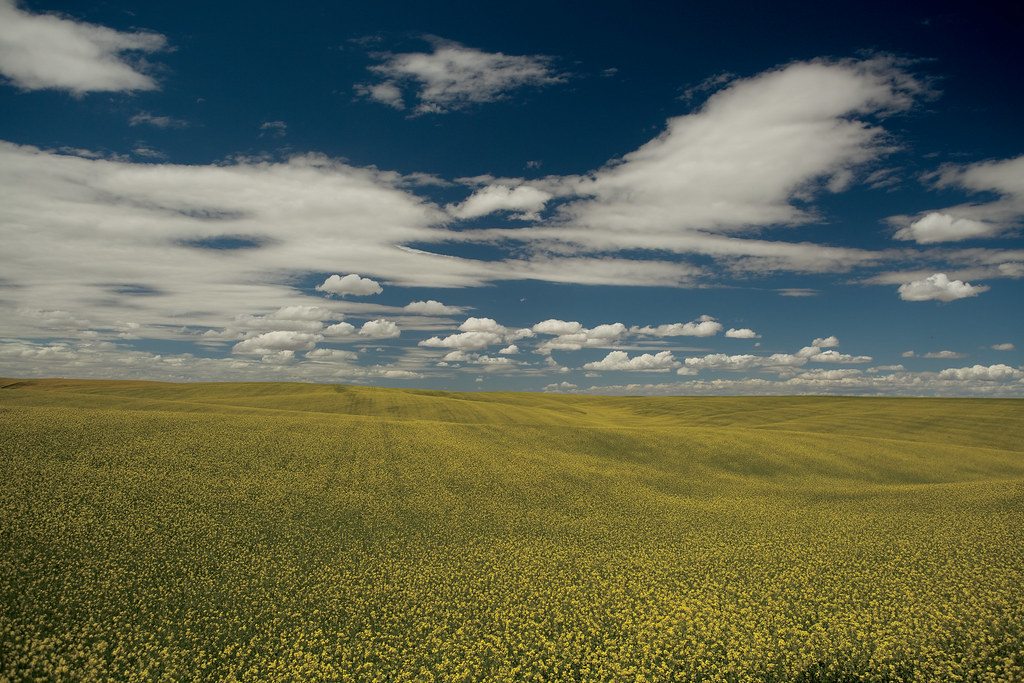 Growing Oregon magazine photo 1 Dill field being grown for… Flickr