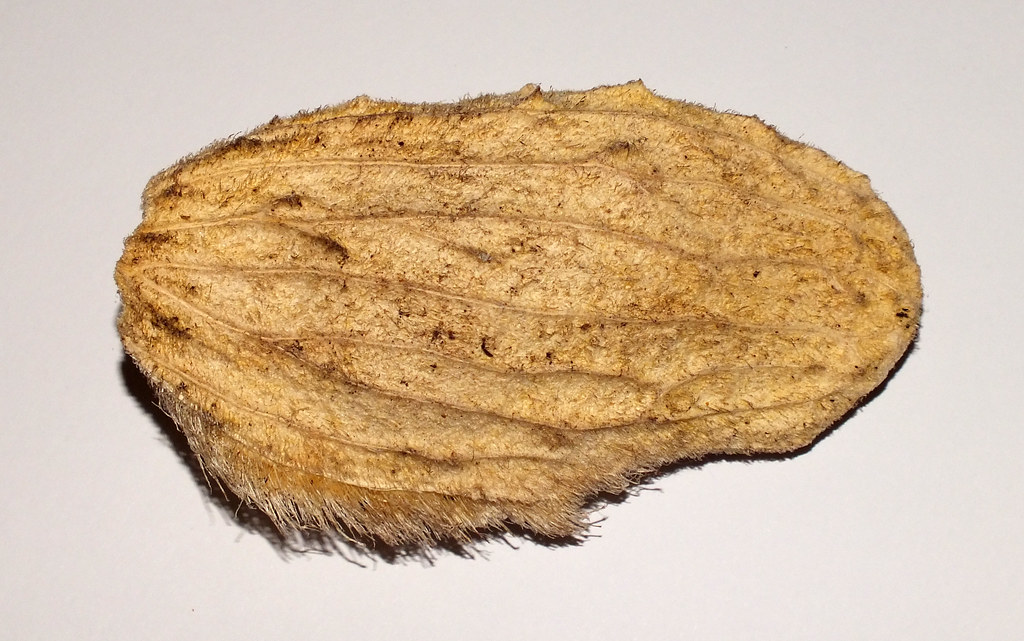 Mango (Mangifera indica) seed Size approx of the full seed… Flickr