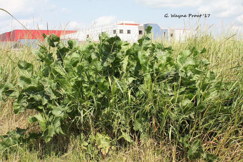 Horseradish (Armoracia rusticana) Photographed the Horsera… Flickr