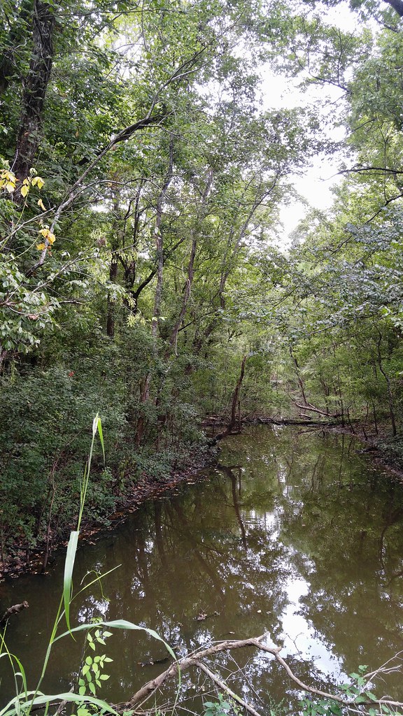 Indian Bayou area Habitat shot for eBird list Van Remsen Flickr