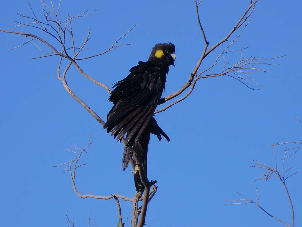Yellow Tail Black Cockatoos, Jervis Bay National Park. Flickr