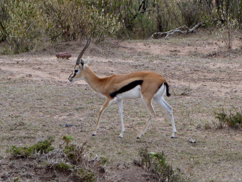 Thomson's gazelle Thomson's gazelle Regina Hart Flickr