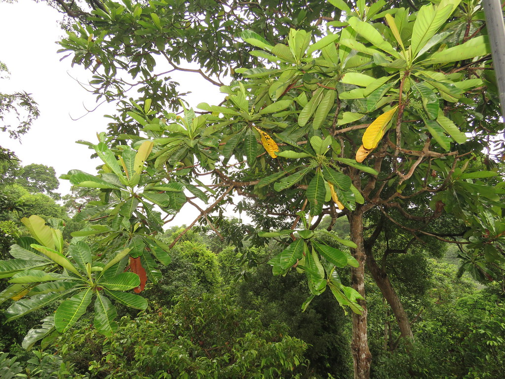 Campnosperma auriculatum Terentang; Anacardiaceae. If