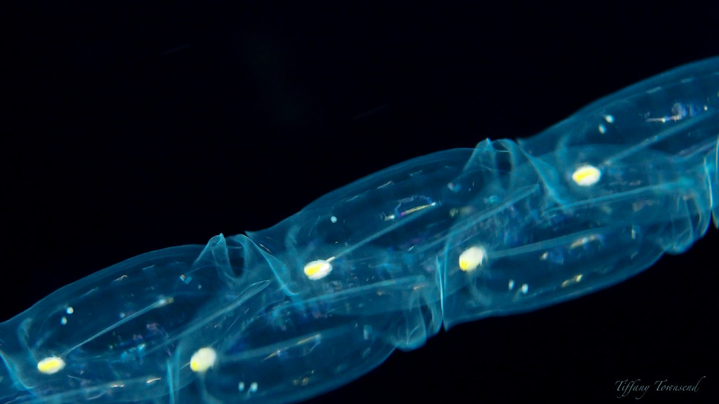 Kona Pelagic Magic Kona Pelagic Magic Jack's Diving Locker… T2inSF