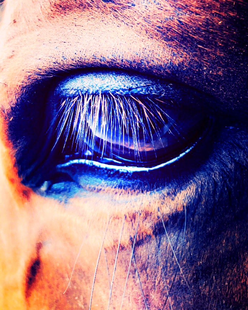 Flashing those eyes like highway lights. Captured by Bachi Flickr