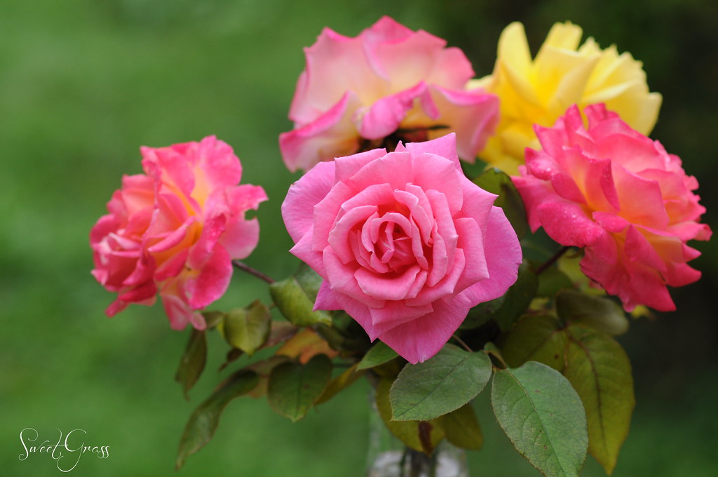 Splendid roses in my garden SweetGrass^^ Flickr