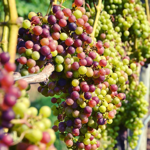 Wine Grapes At Croteaux Vineyards in Southold. Via Instagr… Flickr