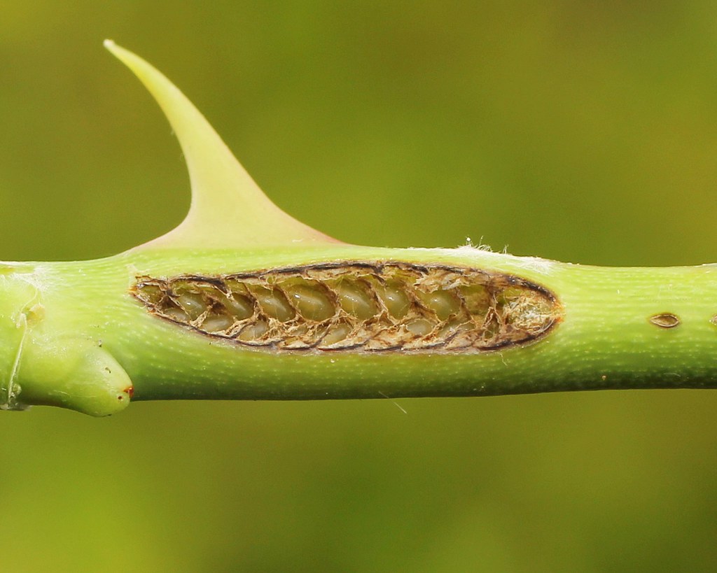 Large rose sawfly egg batch. Arge pagana. A double row of … Flickr