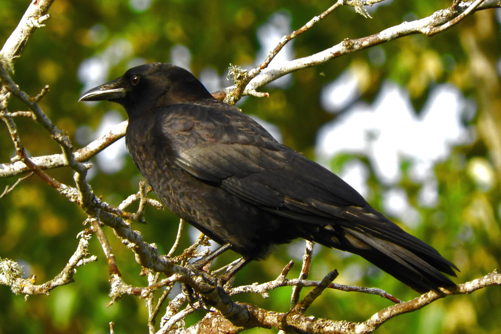 American Crow Vancouver Lake Gerrior Flickr