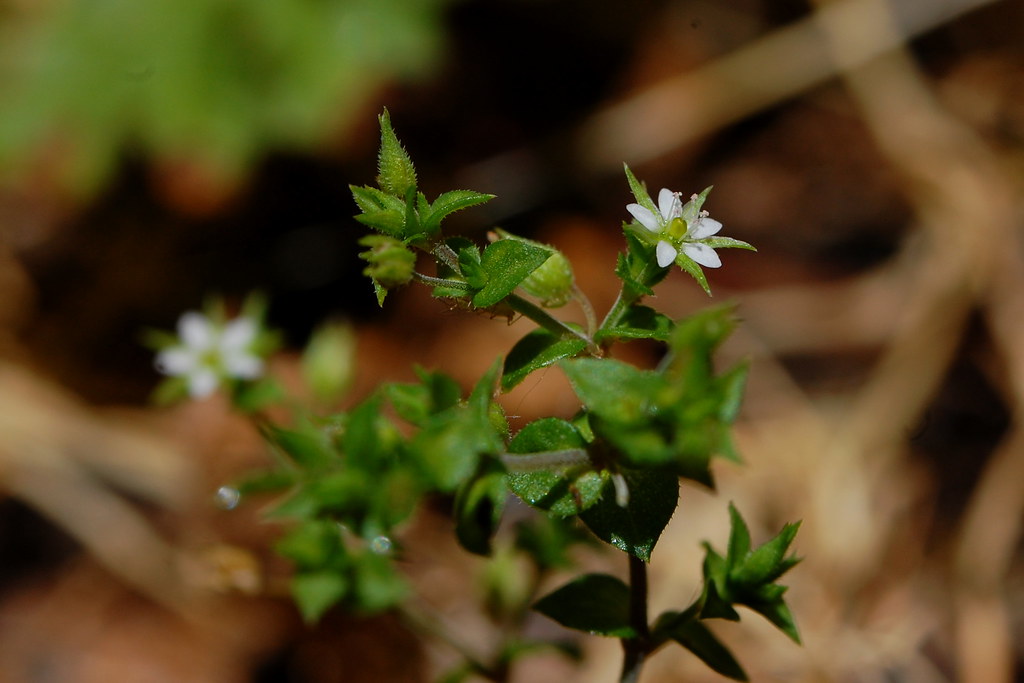 Thymeleaved Sandwort Arenaria serpyllifolia Ciarán Byrne Flickr