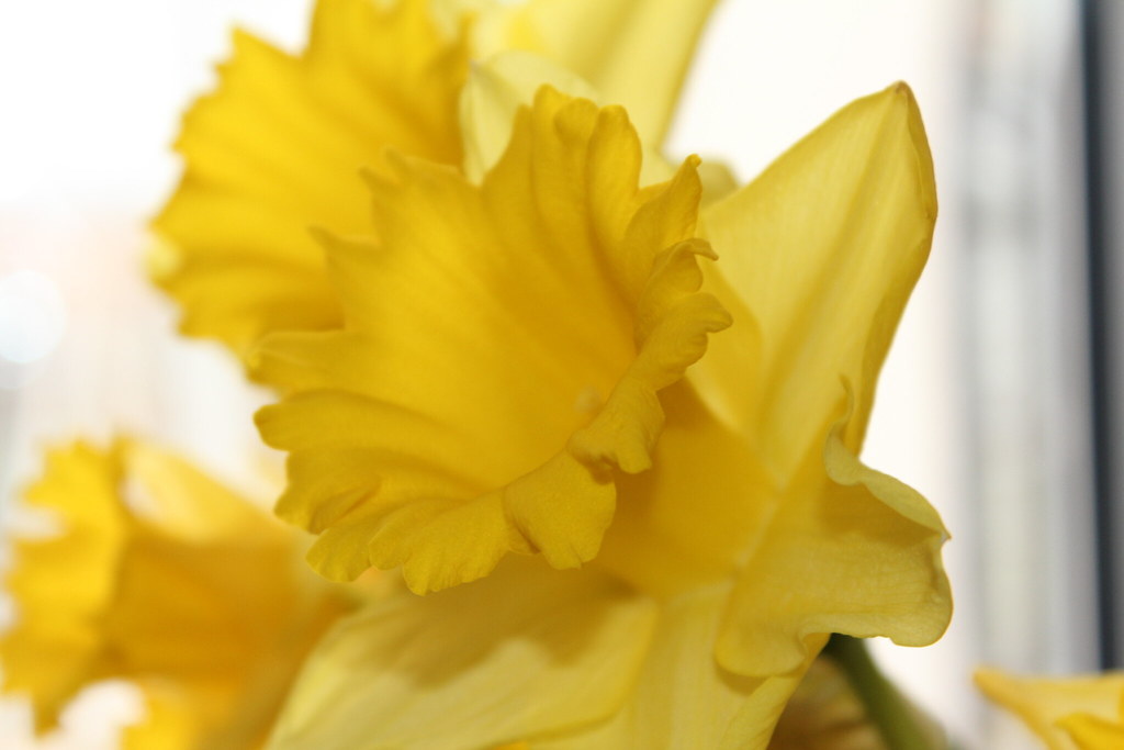 Flowers Hannah Mason Flickr