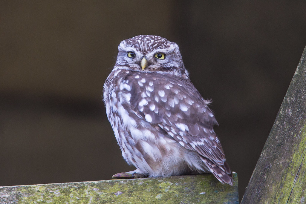 Little Owl Yorkshire Ronald Marshall Flickr