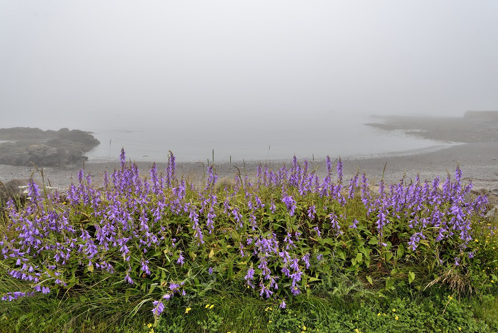 Herrington Cove Grand Manan Island Roger Daigle Flickr