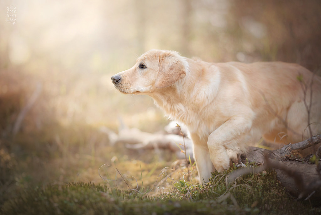 Golden Retriever of Alaska ♥ Alicja Zmysłowska Flickr