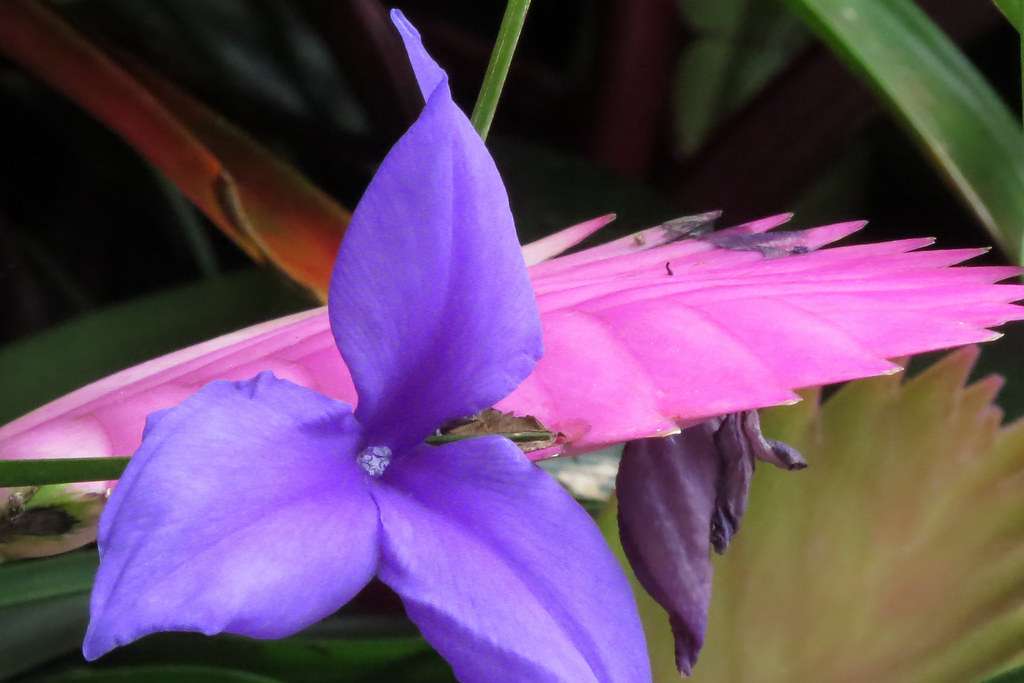Pink Quill Bromeliad Tillandsia Cyanae inside Conservatory… Flickr