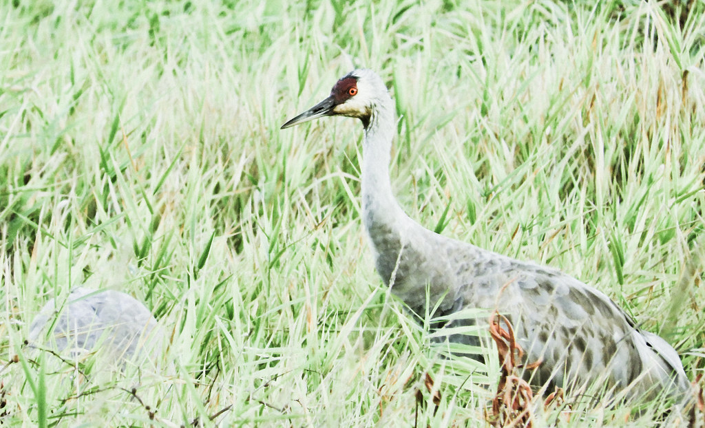 Sandhill Crane Autumn in Ridgefield Gerrior Flickr