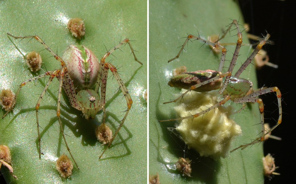Spider Laying Eggs Wolf Spider