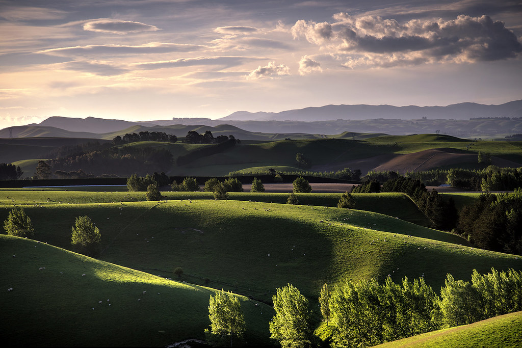 A Fertile Land New Zealand is very green at the moment, I … Flickr