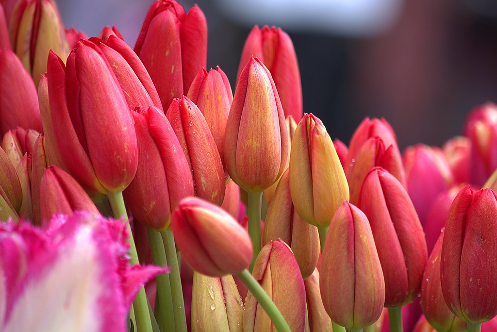 How Many Lips Two . . .as in Tulips Scott 97006 Flickr