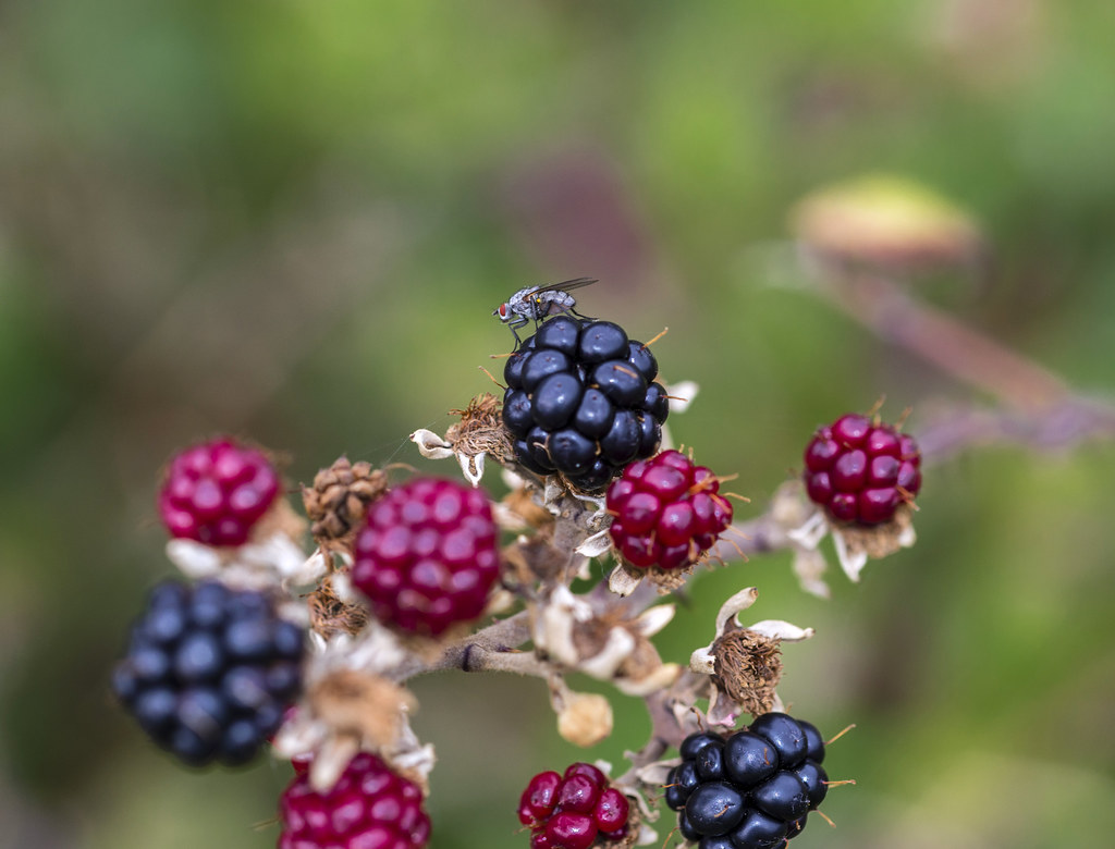 Bug on a blackberry Very small bug, sitting on top of a bl… Flickr