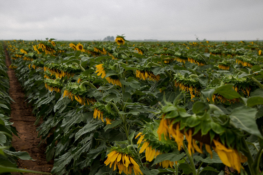 West Texas Sunflowers on rainy days... Flickr