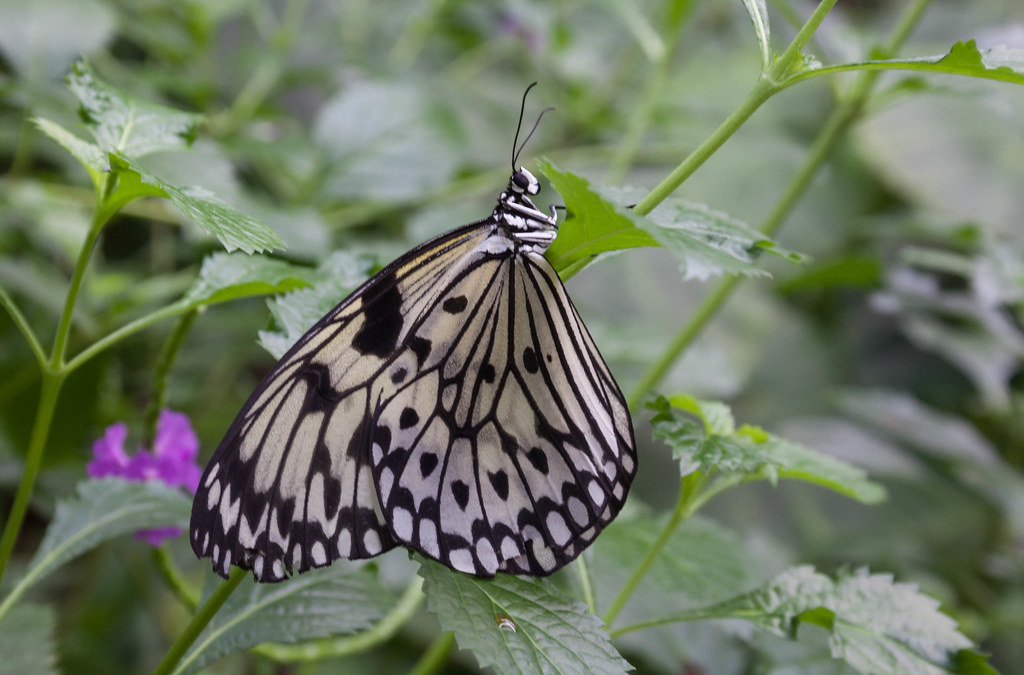 Butterfly Exhibit Botanical Gardens, Ft Worth, Tx Holly Jenssen