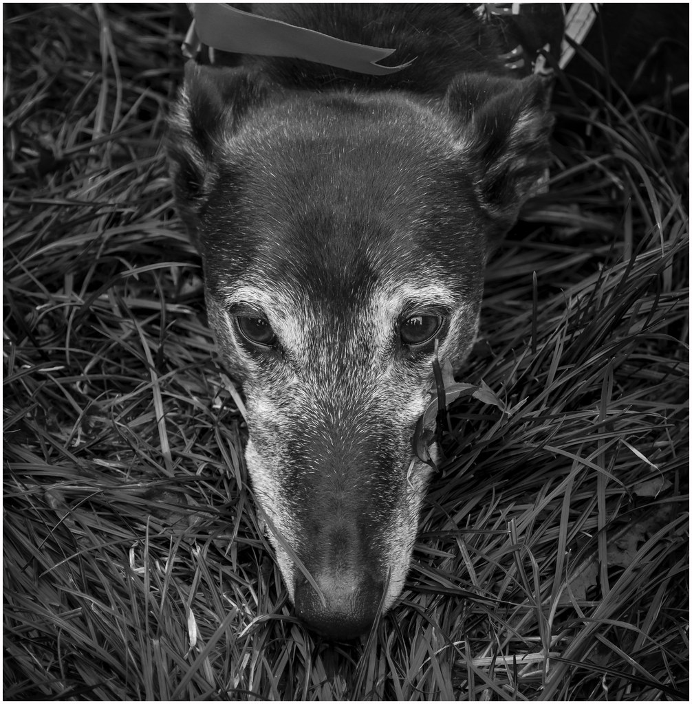 Tyldesley Dog Show Pitheadgear Flickr