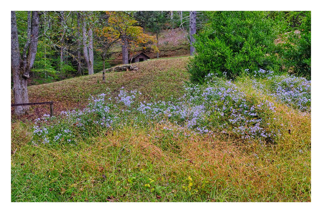 Serenity North Carolina Wild Asters Fujifilm X 100 Velvia … Flickr